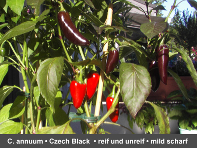 Czech Black Früchte