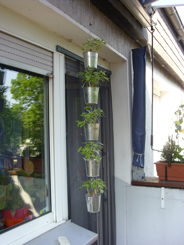 Winden-Töpfchen