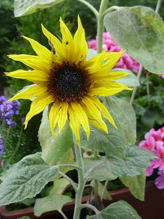 Sonnenblume