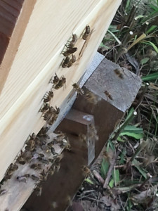 bienen1