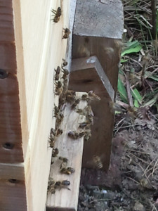 bienen2