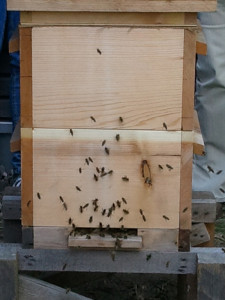 bienen3