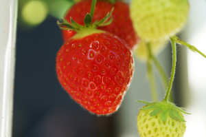 Erdbeere Elsanta