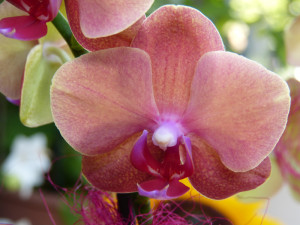 geburtstagsblume6