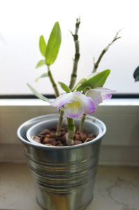 orchidee2
